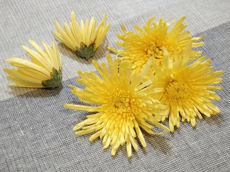 食用菊１ 菊,花,食用の写真素材