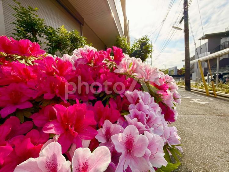 住宅街のカラフルなツツジの花々 青空,空,春の写真素材