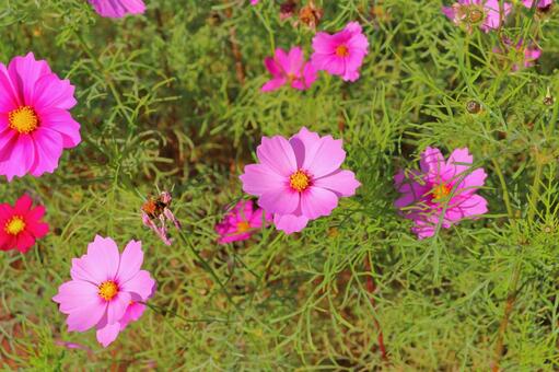 コスモス　花 花,コスモス,秋桜の写真素材