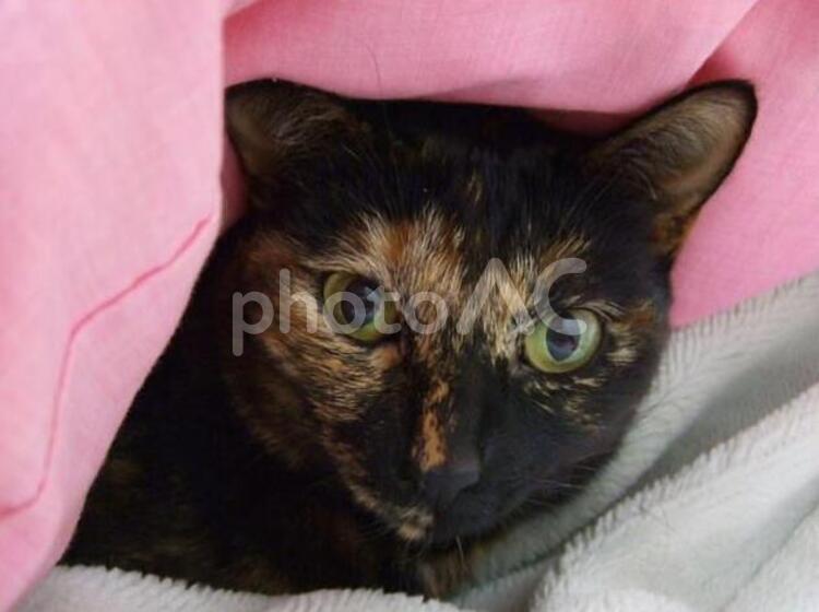 布団から顔を出す猫 猫,ネコ,ねこの写真素材