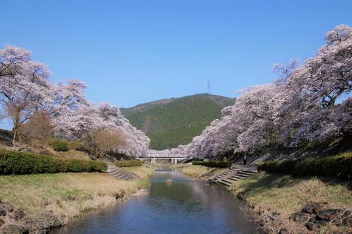 河川敷のサクラと青空 満開の桜の写真