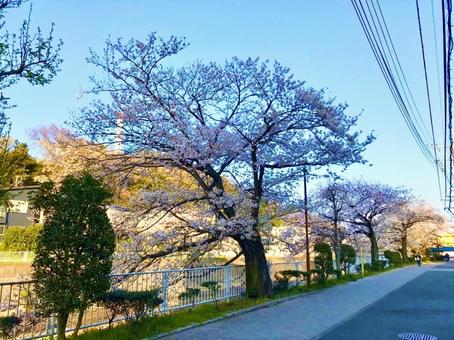桜 桜の写真