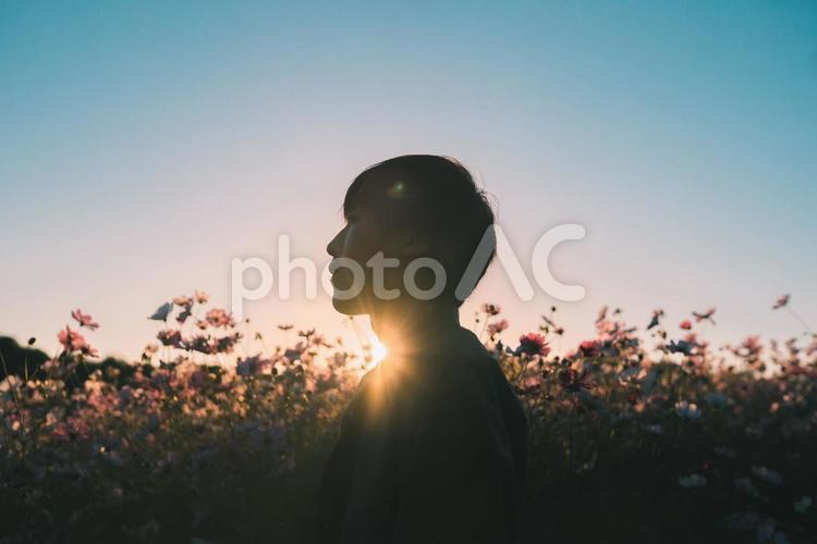 夕日の差し込む秋桜と男性　cosmos  コスモス,cosmos,秋桜の写真素材