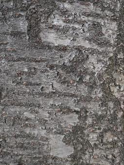 cherry tree, JPG