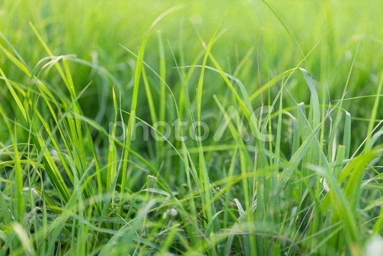 柔らかく爽やかな草のイメージ 風,そよ風,平穏の写真素材