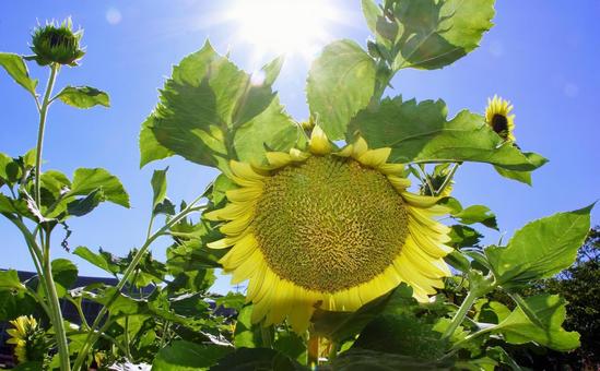 夏の風景/大輪のひまわりと太陽光 夏の風景/大輪のひまわりと太陽光の写真