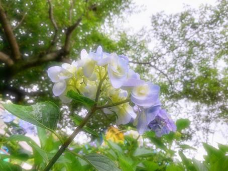 紫陽花2020-02 紫陽花2020-02の写真