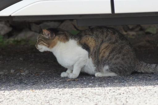 ねこ 箱座り,飼い猫,家猫の写真素材