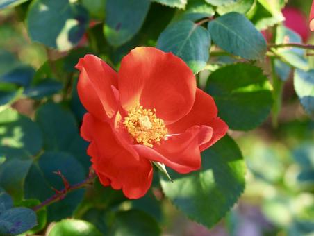 バラ バラ,薔薇,赤の写真素材