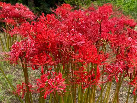 曼珠沙華 曼珠沙華,彼岸花,マンジュシャゲの写真素材