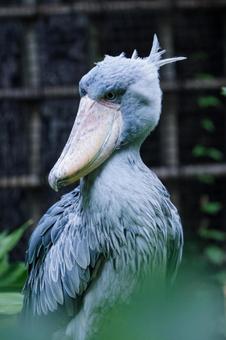 ハシビロコウ ハシビロコウの写真