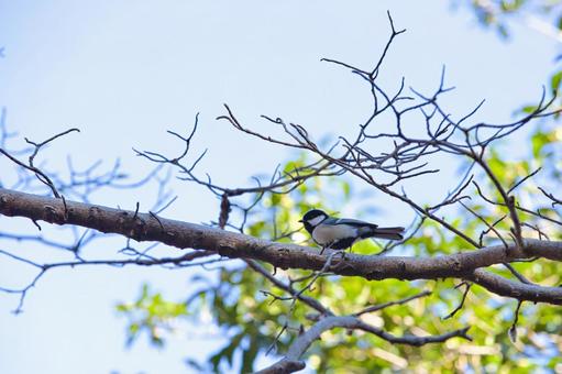 野鳥（シジュウカラ）の写真