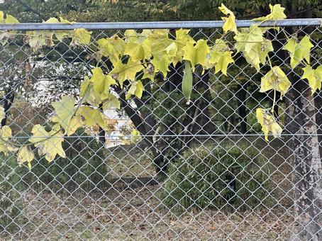 金網フェンスを越えて伸びるつる植物 フェンス,つる植物,自然の写真素材