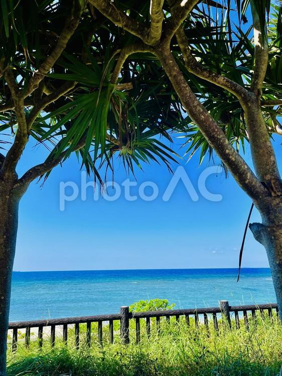 美しい沖縄の海 沖縄,海,水平線の写真素材