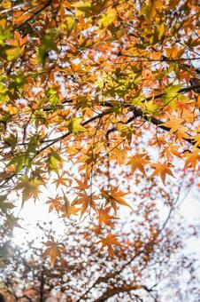 杭州・西湖 花港観魚 西湖,杭州,中国の写真素材
