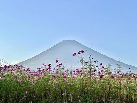コスモスと富士山 コスモスと富士山 富士山,コスモス,秋桜の写真素材