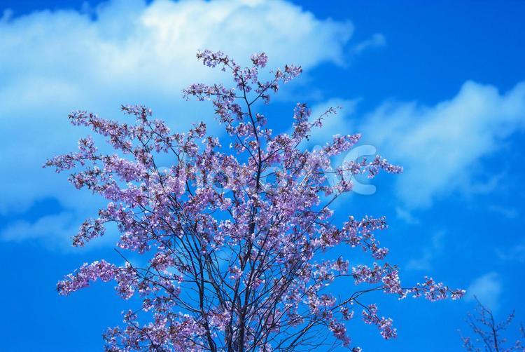 モエレ沼公園の桜が満開 モエレ沼公園,桜,花見の写真素材