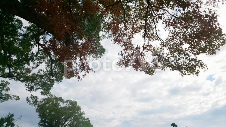 樹木 神社,敷地,地方の写真素材