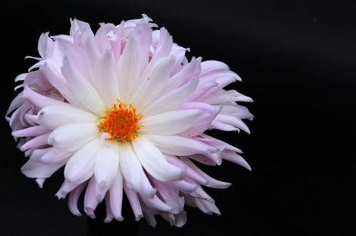 花模様ーダリア大輪 花模様ーダリア大輪の写真
