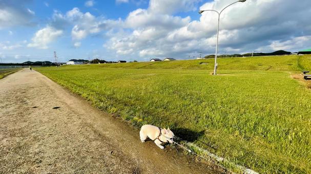遠賀川を歩くフレブル 遠賀川を歩くフレブル フレンチブルドッグ,遠賀川,河川敷の写真素材