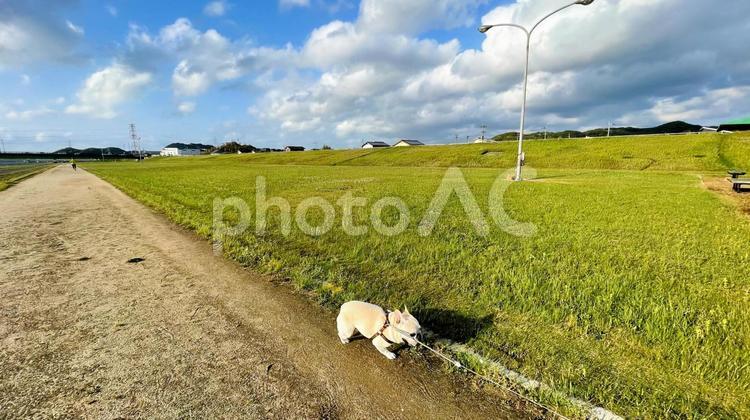 遠賀川を歩くフレブル フレンチブルドッグ,遠賀川,河川敷の写真素材