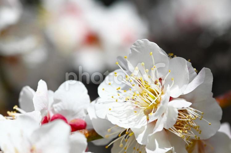 梅林公園　梅の花　　 梅,花,梅林の写真素材