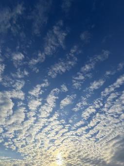 秋の鱗雲の写真