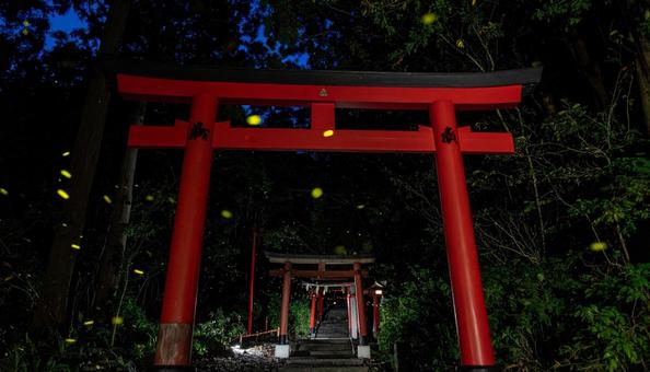 蛍と鳥居 蛍と鳥居の写真
