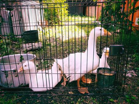 アヒルさんたち アヒル,動物,白いの写真素材