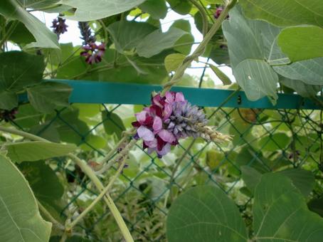 葛の花 葛の花 植物,花,マメ科の写真素材