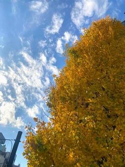 秋空と紅葉 秋空と紅葉の写真