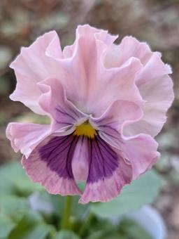 ビオラの花 14の写真