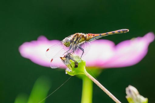 ナツアカネ⑻ トンボ,ナツアカネ,昆虫の写真素材