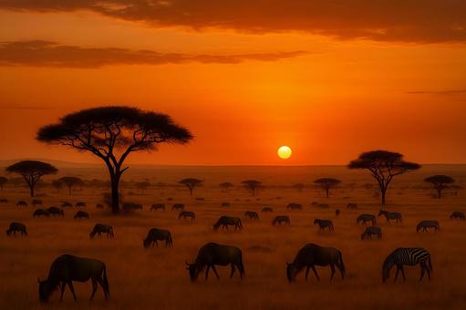 サバンナの夕暮れ サバンナの夕暮れの写真
