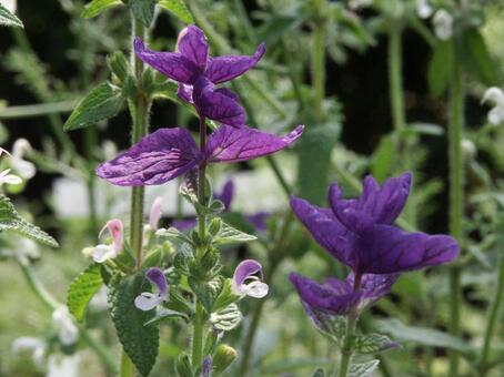 セージ　咲く風景 セージ,芳香,合弁花の写真素材