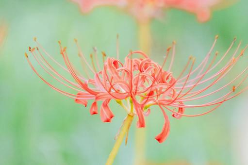 秋を思わせる彼岸花 秋を思わせる彼岸花の写真