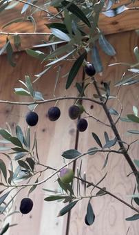 オリーブ オリーブ,オリーブの木,オリーブの実の写真素材