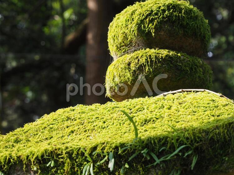 苔の世界 苔,緑,ジオラマの写真素材