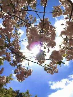 桜 桜の写真