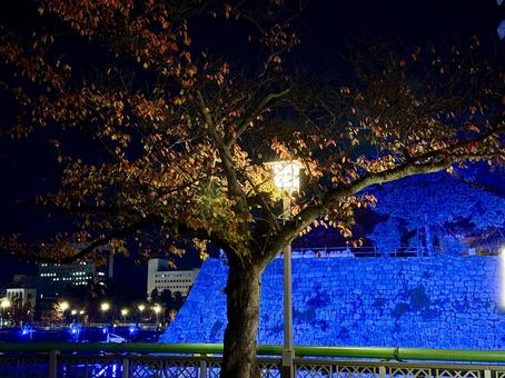 街灯と紅葉　福井県庁 壁,街路樹,植え込みの写真素材