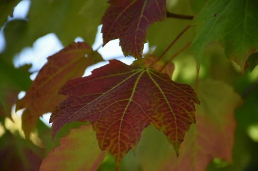 紅葉 アップ 紅葉 アップの写真