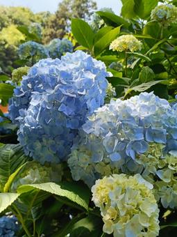 Hydrangea, JPG