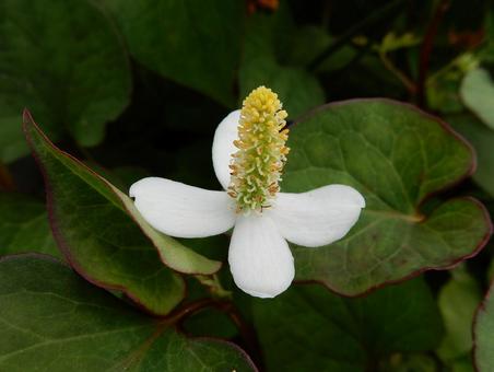 【花の写真】ドクダミ 【花の写真】ドクダミ ドクダミ,蕺,蕺草の写真素材