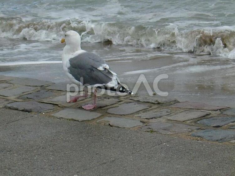 サンフランシスコで出会ったウミネコ ウミネコ,海猫,うみねこの写真素材