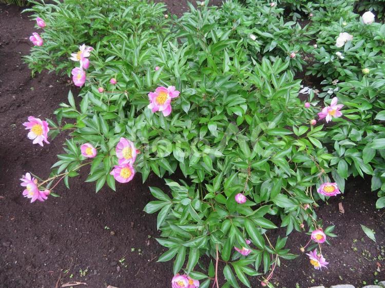 初夏に咲くシャクヤク（芍薬）の花 芍薬,しゃくやく,シャクヤクの写真素材
