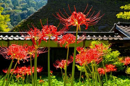 三州足助屋敷の彼岸花 彼岸花,ヒガンバナ,曼珠沙華の写真素材