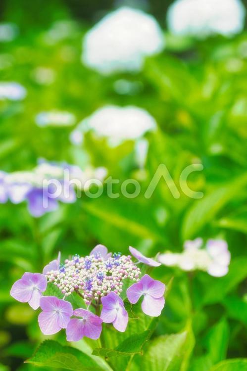 アジサイ　紫陽花　あじさい 6月,紫陽花,2023年の写真素材