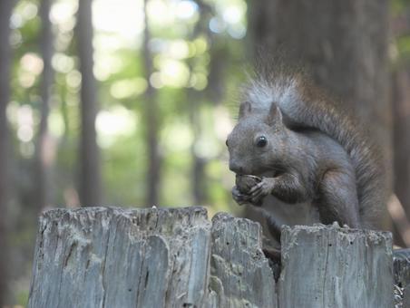 エゾリス エゾリス エゾリス,動物,森の写真素材