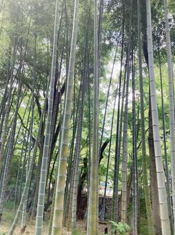 竹林 竹林の写真