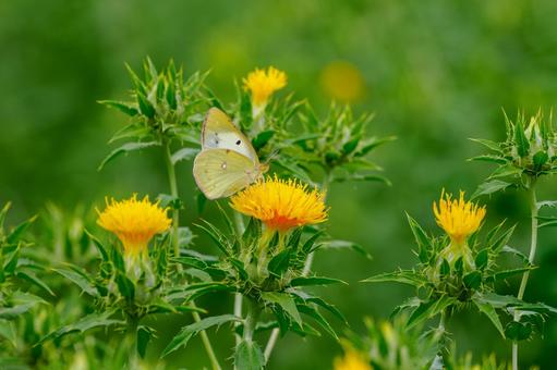 Monad butterfly (55), JPG